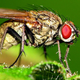 Illustration for article titled Watch a Wingless Fly Attempt to Escape